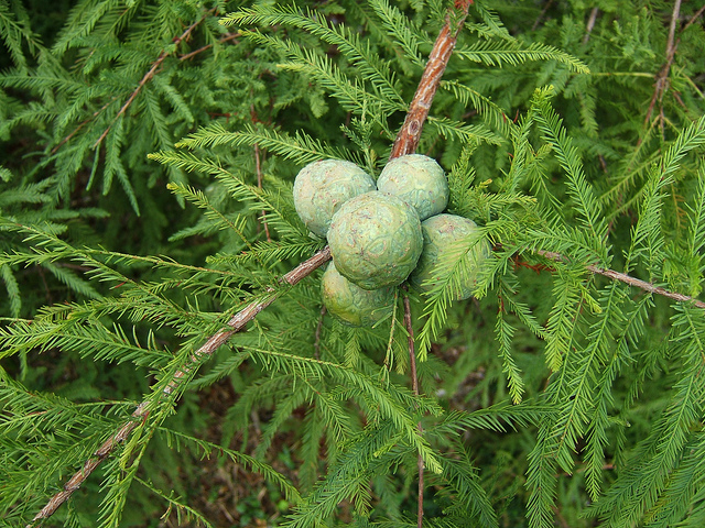 Cyprès chauve