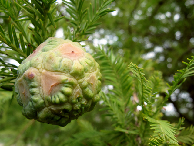 Cyprès chauve (Taxodium distichum)