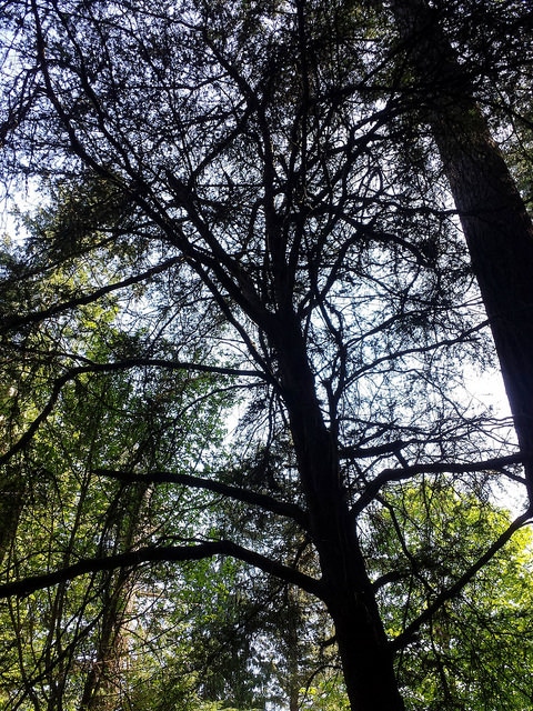 Taxus brevifolia
