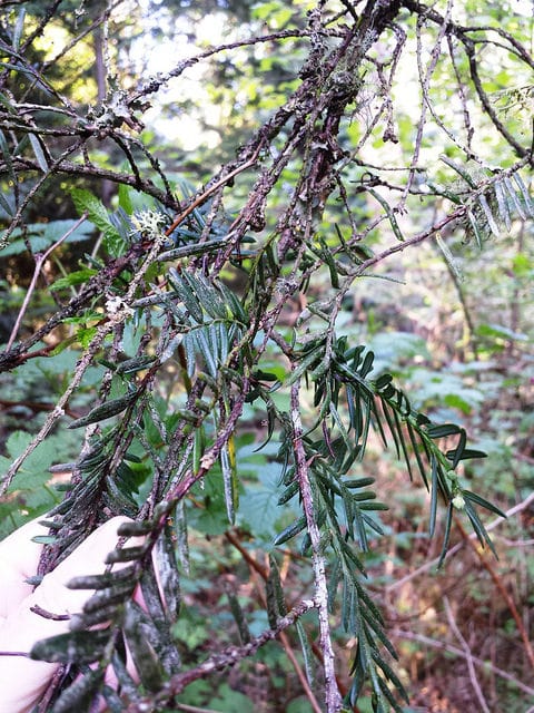 Taxus brevifolia