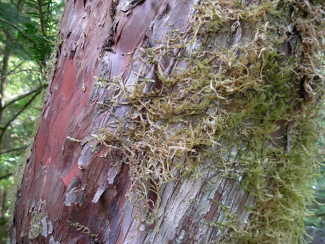 Taxus brevifolia
