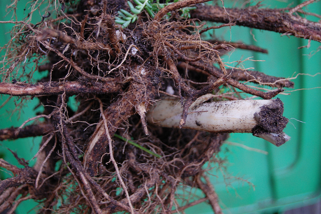 Chèvrefeuille du cap (Tecoma capensis)