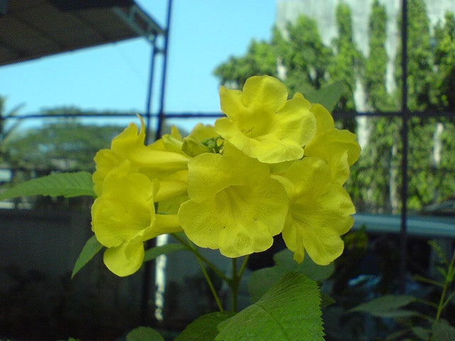 Tecoma castanifolia