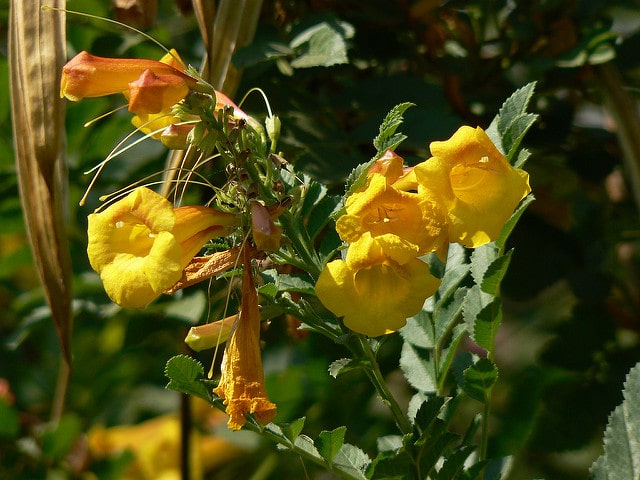 Tecoma fulva