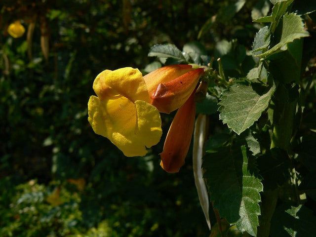 Tecoma fulva