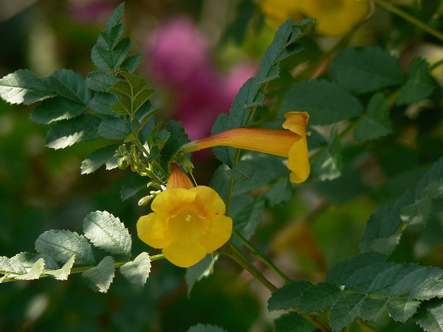 Tecoma fulva