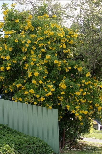 Tecoma stans