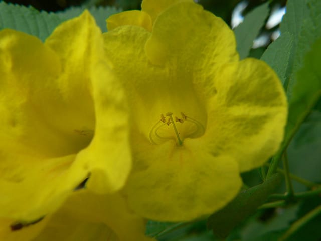 Tecoma stans