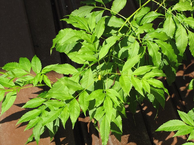 Tecoma stans