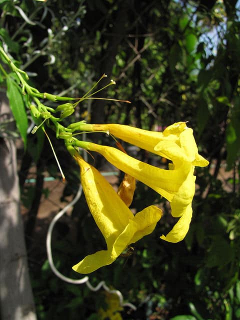 Tecoma stans