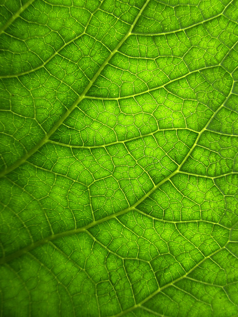 Télékia élégant (Telekia speciosa)