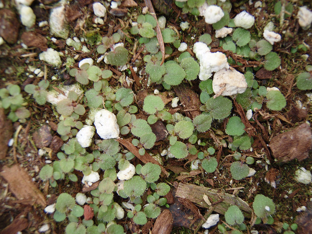 Tellima grandiflora (Tellima grandiflora)