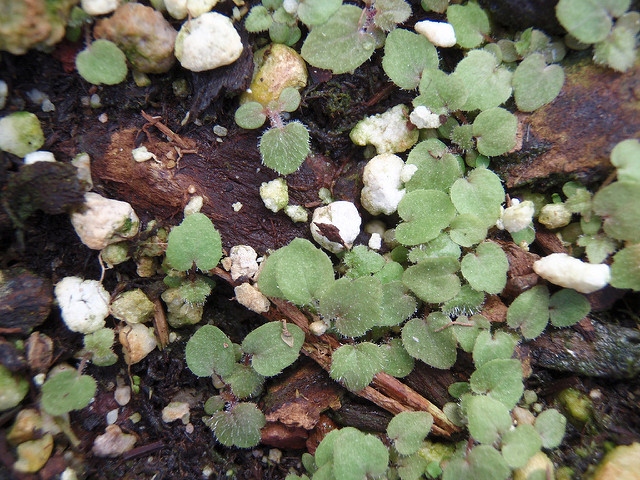 Tellima grandiflora