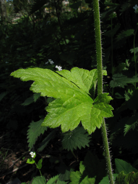 Tellima grandiflora
