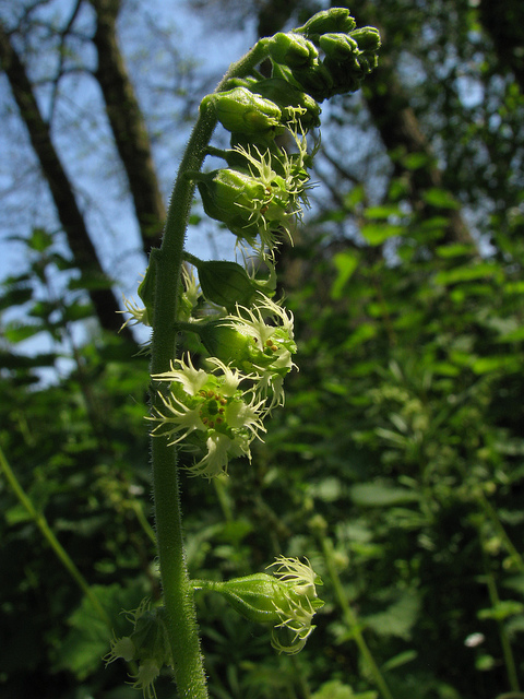 Tellima grandiflora