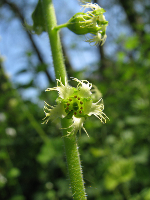 Tellima grandiflora