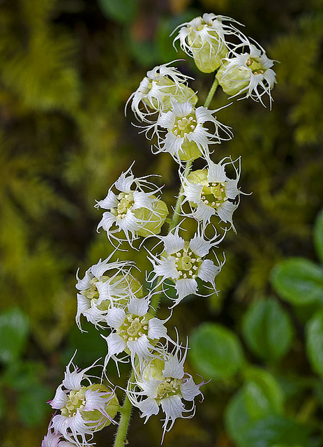 Tellima grandiflora