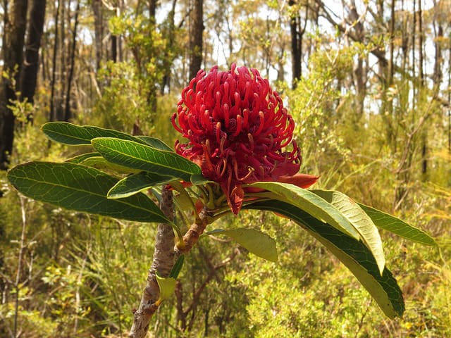 Telopea speciosissima