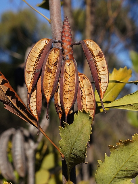 Telopea speciosissima