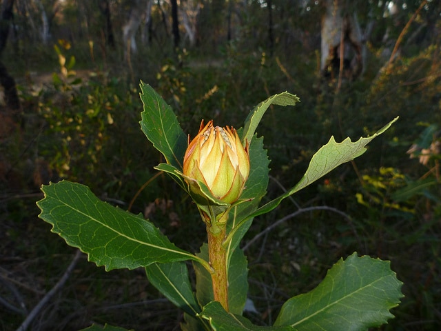 Telopea speciosissima