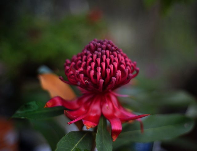 Telopea speciosissima