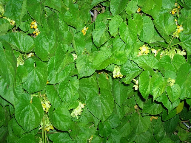 Telosma cordata