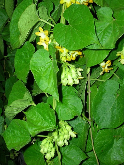 Telosma cordata