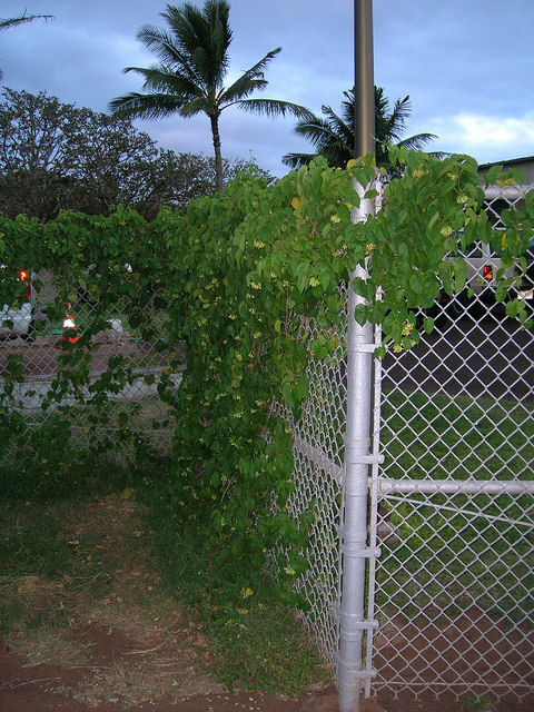 Telosma cordata