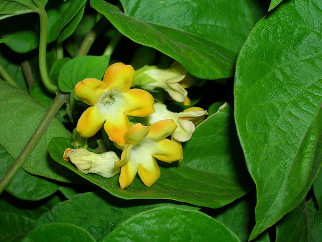 Telosma cordata