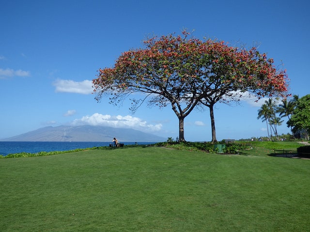 Amandier-pays