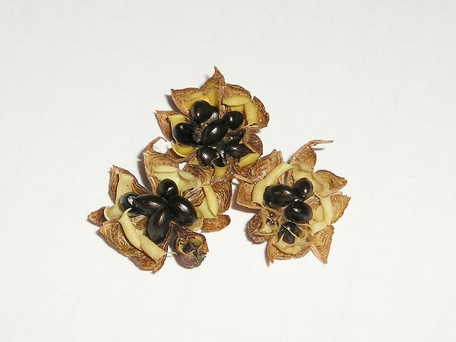 Tetradium daniellii (Tetradium daniellii)
