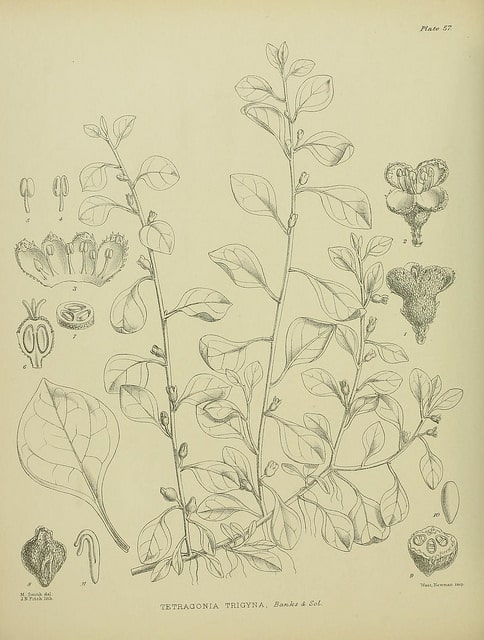 Tetragonia implexicoma