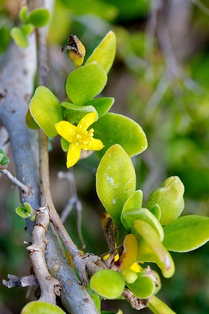 Tetragonia implexicoma