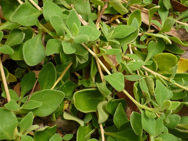 Tetragonia implexicoma