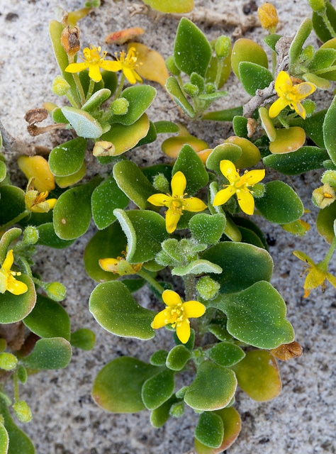 Tetragonia implexicoma