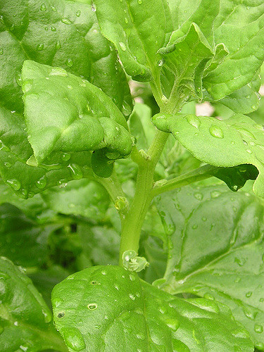 Tétragone cornue (Tetragonia tetragonioides)