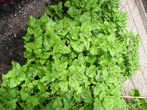 Tétragone cornue