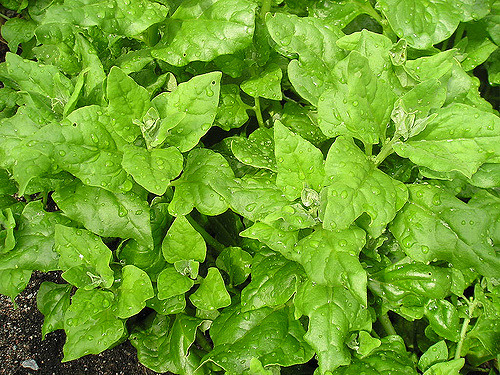 Tétragone cornue