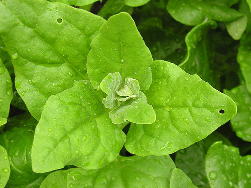 Tétragone cornue