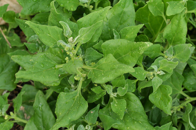 Tétragone (Tetragonia tetragonoides)