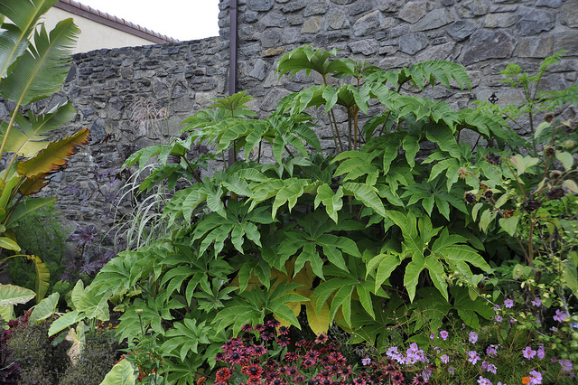 Aralie à papier de chine (Tetrapanax papyrifer)