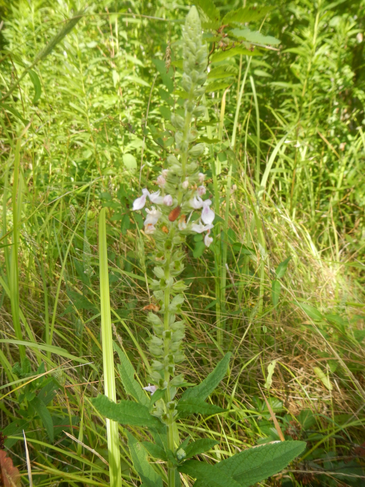 Teucrium canadense