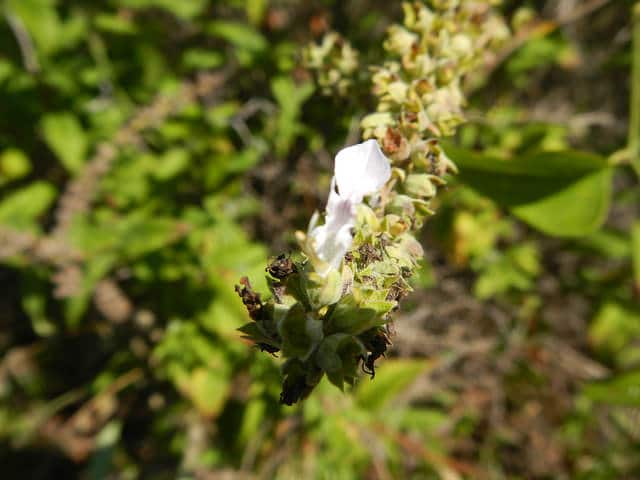 Teucrium canadense