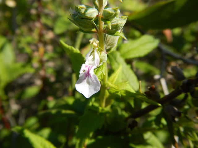 Teucrium canadense