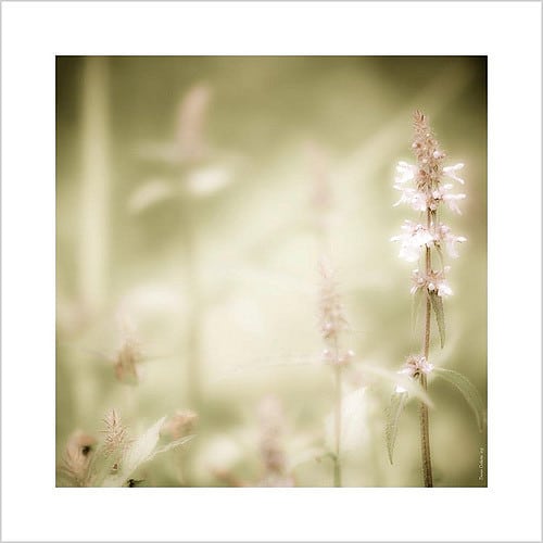Teucrium canadense