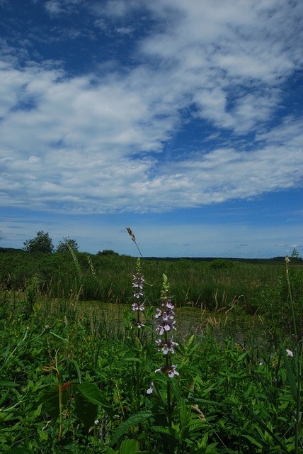 Teucrium canadense