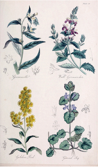 Germandrée petit-chêne