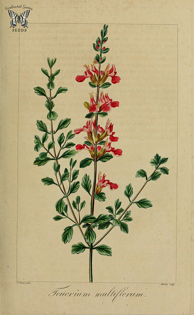 Germandrée petit-chêne