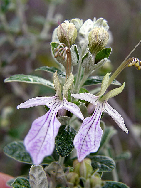 Germandrée arbustive