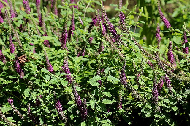 Germandrée hyrcanicum
